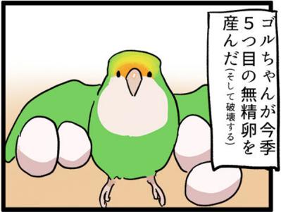 【鳥マンガ＃5】インコVS飼い主の偽卵戦争　ゴルちゃんとの出会い（サムネイル画像4）