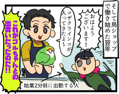 【鳥マンガ＃5】インコVS飼い主の偽卵戦争　ゴルちゃんとの出会い（サムネイル画像11）