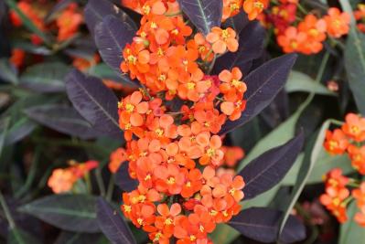 2月19日の花とは？【366日の誕生花と幸せの花言葉】