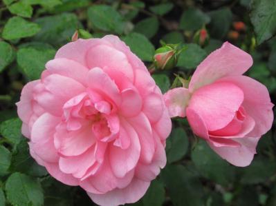 【ガーデニング】冬剪定の時期と基本の切り方　初心者のバラ育てQ＆A　（サムネイル画像3）