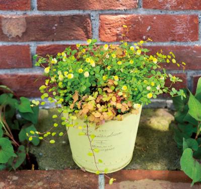 【ガーデニング】春らしい「イエローの花の寄せ植え」を人気ガーデナー・土谷ますみさんが伝授（サムネイル画像3）