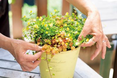 【ガーデニング】春らしい「イエローの花の寄せ植え」を人気ガーデナー・土谷ますみさんが伝授（サムネイル画像17）