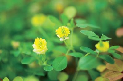 【ガーデニング】春らしい「イエローの花の寄せ植え」を人気ガーデナー・土谷ますみさんが伝授（サムネイル画像4）