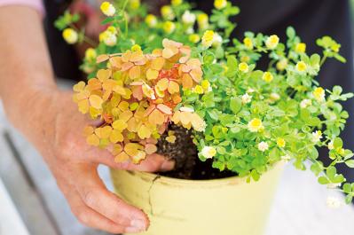 【ガーデニング】春らしい「イエローの花の寄せ植え」を人気ガーデナー・土谷ますみさんが伝授（サムネイル画像13）