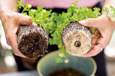 【ガーデニング】春らしい「イエローの花の寄せ植え」を人気ガーデナー・土谷ますみさんが伝授（サムネイル画像11）