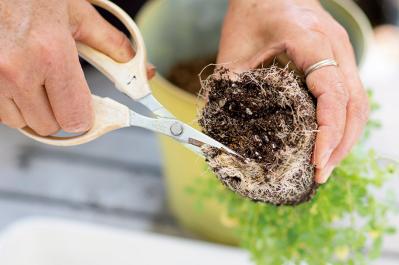 【ガーデニング】春らしい「イエローの花の寄せ植え」を人気ガーデナー・土谷ますみさんが伝授（サムネイル画像10）