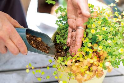 【ガーデニング】春らしい「イエローの花の寄せ植え」を人気ガーデナー・土谷ますみさんが伝授（サムネイル画像16）