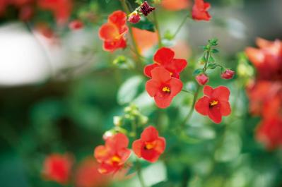 【ガーデニング】この春に作りたい「レッド＆ブラウンの花の寄せ植え」カラーリーフを使って上品シックな印象に（サムネイル画像4）