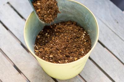 【ガーデニング】春らしい「イエローの花の寄せ植え」を人気ガーデナー・土谷ますみさんが伝授（サムネイル画像9）