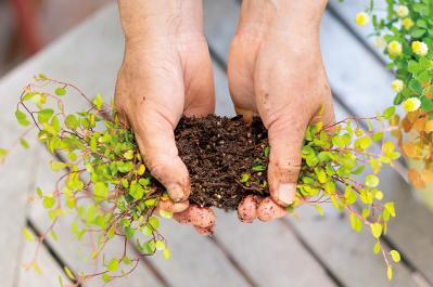 【ガーデニング】春らしい「イエローの花の寄せ植え」を人気ガーデナー・土谷ますみさんが伝授（サムネイル画像14）