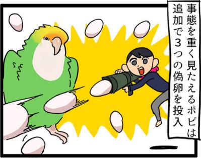 【鳥マンガ＃5】インコVS飼い主の偽卵戦争　ゴルちゃんとの出会い（サムネイル画像5）