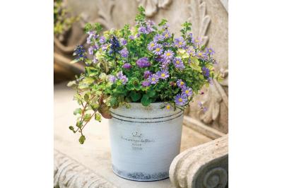 【ガーデニング】失敗知らずの色合わせとは？「ホワイト＆パープルの花の寄せ植え」こんもりまとめて可愛く