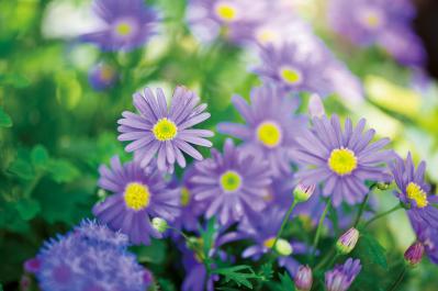 【ガーデニング】失敗知らずの色合わせとは？「ホワイト＆パープルの花の寄せ植え」こんもりまとめて可愛く（サムネイル画像7）