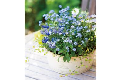 【ガーデニング】愛されカラーでロマンチックな「ピンク＆ブルーの花の寄せ植え」春の花が成長する姿も楽しい！