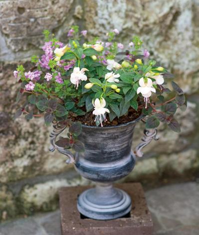 【ガーデニング】愛されカラーでロマンチックな「ピンク＆ブルーの花の寄せ植え」春の花が成長する姿も楽しい！（サムネイル画像3）