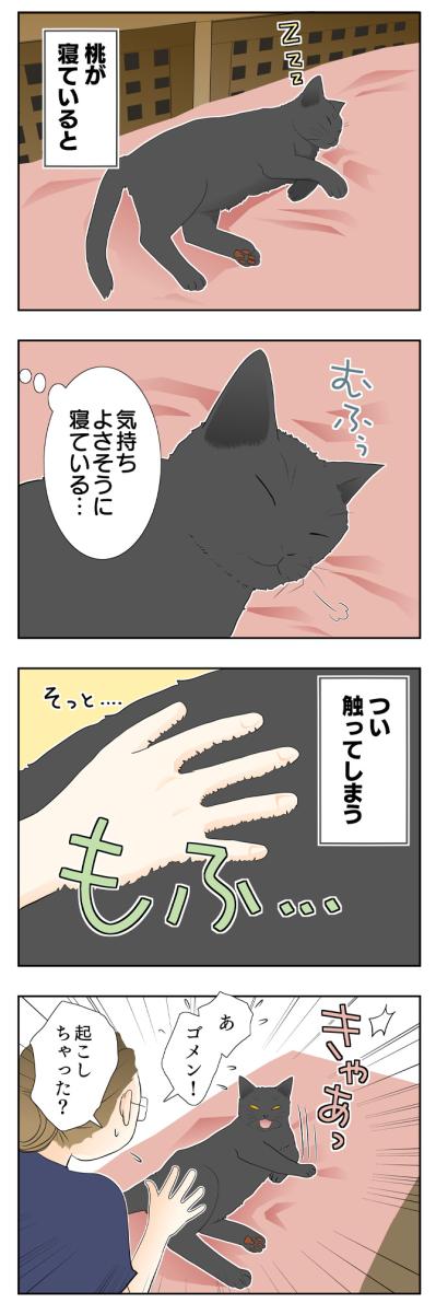 【老猫マンガ】猫、理由に納得する…18歳の元保護猫・桃姐［＃8］（サムネイル画像2）
