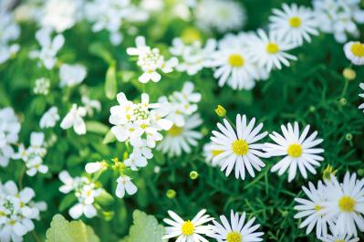 【ガーデニング】失敗知らずの色合わせとは？「ホワイト＆パープルの花の寄せ植え」こんもりまとめて可愛く（サムネイル画像4）