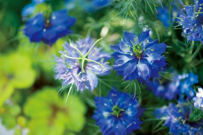 【ガーデニング】愛されカラーでロマンチックな「ピンク＆ブルーの花の寄せ植え」春の花が成長する姿も楽しい！（サムネイル画像7）