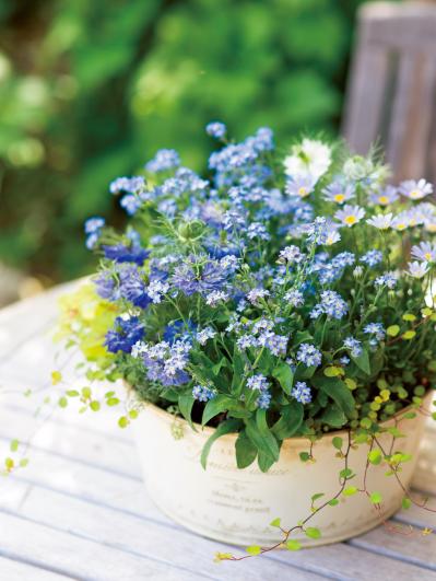 【ガーデニング】愛されカラーでロマンチックな「ピンク＆ブルーの花の寄せ植え」春の花が成長する姿も楽しい！（サムネイル画像6）