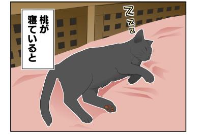 【老猫マンガ】猫、理由に納得する…18歳の元保護猫・桃姐［＃8］