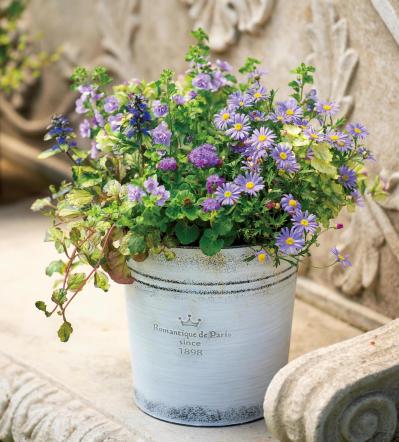 【ガーデニング】失敗知らずの色合わせとは？「ホワイト＆パープルの花の寄せ植え」こんもりまとめて可愛く（サムネイル画像6）