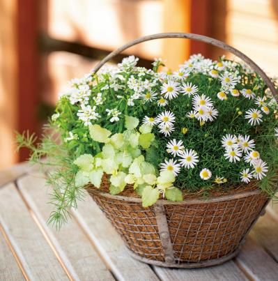 【ガーデニング】失敗知らずの色合わせとは？「ホワイト＆パープルの花の寄せ植え」こんもりまとめて可愛く（サムネイル画像3）