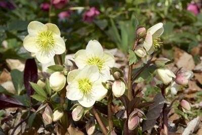 【ガーデニング】じつは育てやすい！クリスマスローズの原種［6選］（サムネイル画像15）