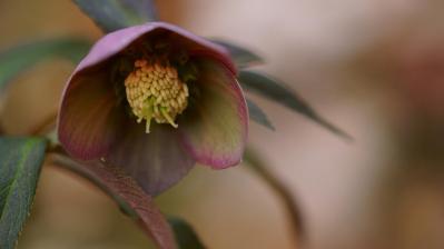 【ガーデニング】じつは育てやすい！クリスマスローズの原種［6選］（サムネイル画像3）