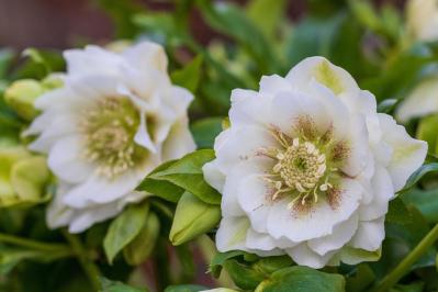 【ガーデニング】じつは育てやすい！クリスマスローズの原種［6選］（サムネイル画像4）