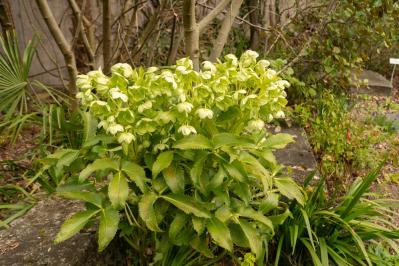 【ガーデニング】じつは育てやすい！クリスマスローズの原種［6選］（サムネイル画像7）