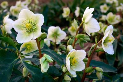 【ガーデニング】じつは育てやすい！クリスマスローズの原種［6選］（サムネイル画像5）