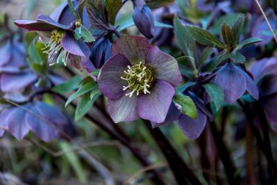 【ガーデニング】じつは育てやすい！クリスマスローズの原種［6選］（サムネイル画像13）