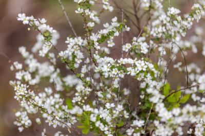 2月27日の花とは？【366日の誕生花と幸せの花言葉】