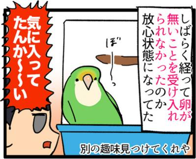 【鳥マンガ＃7】寂しがり屋の女帝、偽卵戦争ついに集結（サムネイル画像14）