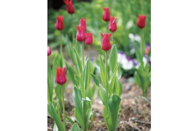 3月4日の花とは？【366日の誕生花と幸せの花言葉】（サムネイル画像）