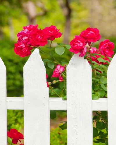 【ガーデニング】つるバラを植える際の基本ポイント　初心者のバラ育てQ＆A （サムネイル画像4）