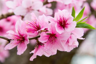 3月3日の花とは？【366日の誕生花と幸せの花言葉】（サムネイル画像）