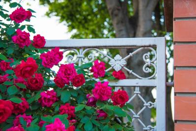 【ガーデニング】つるバラを植える際の基本ポイント　初心者のバラ育てQ＆A （サムネイル画像5）