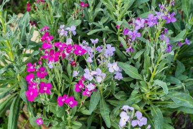 3月5日の花とは？【366日の誕生花と幸せの花言葉】（サムネイル画像）