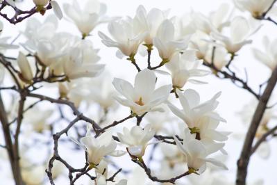 3月1日の花とは？【366日の誕生花と幸せの花言葉】