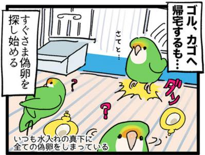 【鳥マンガ＃7】寂しがり屋の女帝、偽卵戦争ついに集結（サムネイル画像12）
