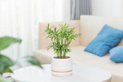 【ガーデニング】初心者も安心して育てられる観葉植物［8選］（サムネイル画像6）