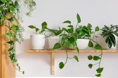 【ガーデニング】初心者も安心して育てられる観葉植物［8選］（サムネイル画像11）