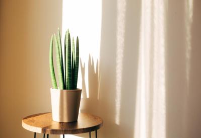 【ガーデニング】初心者も安心して育てられる観葉植物［8選］（サムネイル画像5）