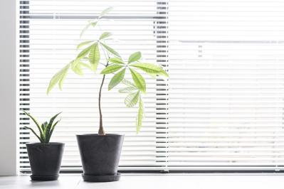 【ガーデニング】初心者も安心して育てられる観葉植物［8選］（サムネイル画像2）