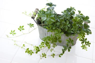 【ガーデニング】初心者も安心して育てられる観葉植物［8選］（サムネイル画像13）