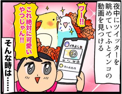 【鳥マンガ＃9】他のインコの動画を見てると、家の鳥にめちゃ怒られる！？（サムネイル画像5）