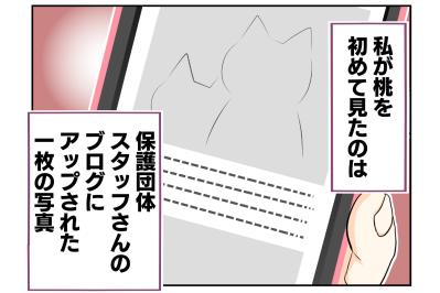 【老猫マンガ】老猫、18歳になる。元保護猫・桃姐［＃11］