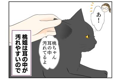 【老猫マンガ】桃姐、耳掃除をする。18歳の元保護猫［＃12］