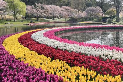 一面に広がるカラフルな花を楽しむ【チューリップの絶景】2選。花旅のプロおすすめ